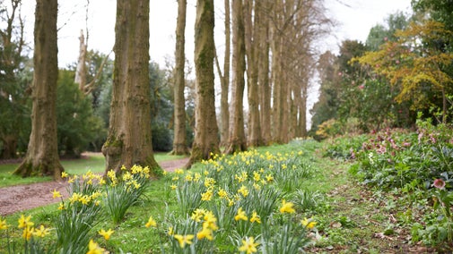 Lady Lucy's walk in spring